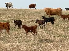1st calf heifers -mature cows pairs - Photo 2