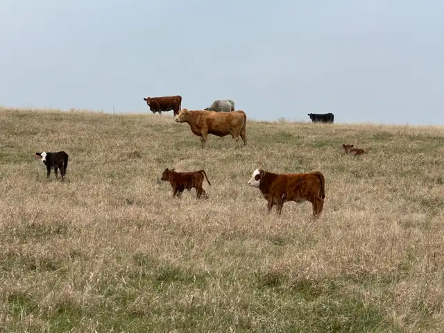 1st calf heifers -mature cows pairs - Photo 3