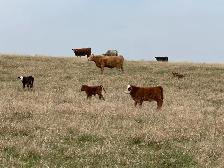 1st calf heifers -mature cows pairs - Photo 3