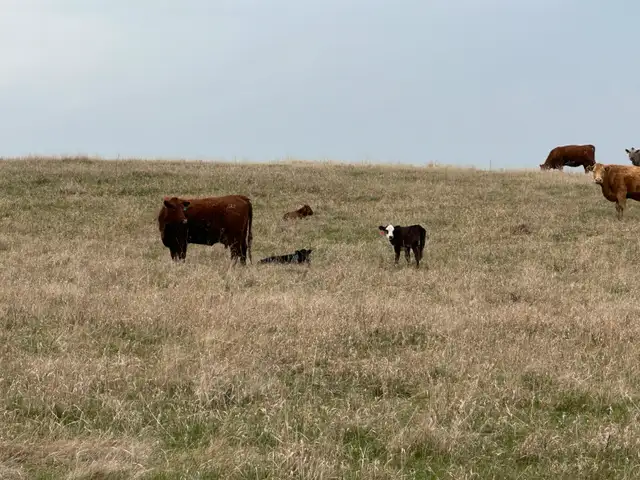 1st calf heifers -mature cows pairs - Photo 4