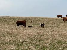 1st calf heifers -mature cows pairs - Photo 4