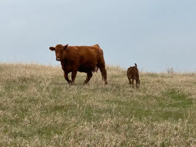 1st calf heifers -mature cows pairs - Photo 5