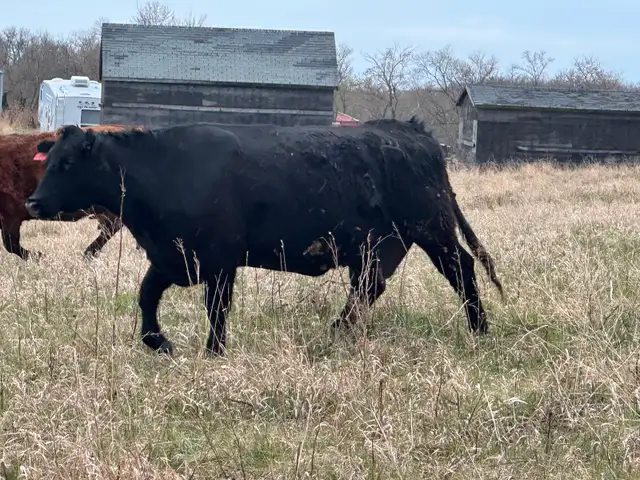 1st calf heifers -mature cows pairs - Photo 6