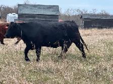 1st calf heifers -mature cows pairs - Photo 6
