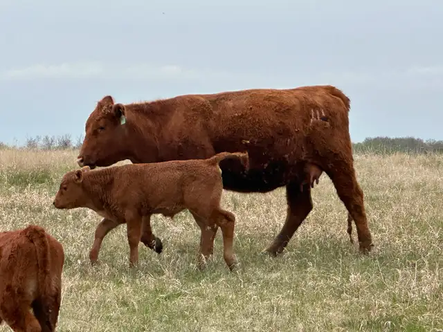 1st calf heifers -mature cows pairs - Photo 7