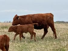 1st calf heifers -mature cows pairs - Photo 7