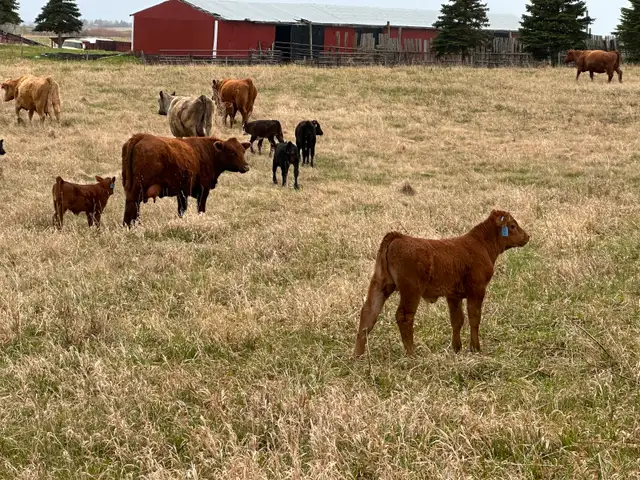 1st calf heifers -mature cows pairs - Photo 8