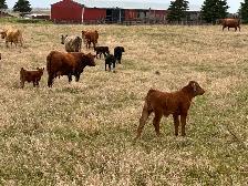 1st calf heifers -mature cows pairs - Photo 8