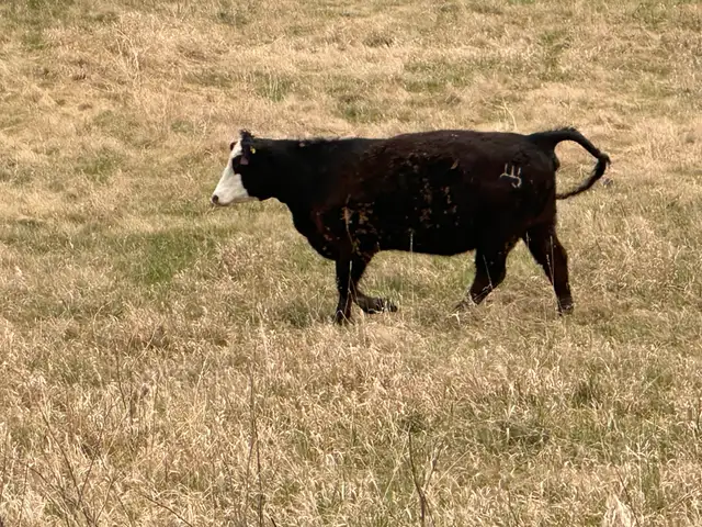 1st calf heifers -mature cows pairs - Photo 9
