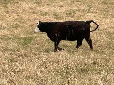 1st calf heifers -mature cows pairs - Photo 9
