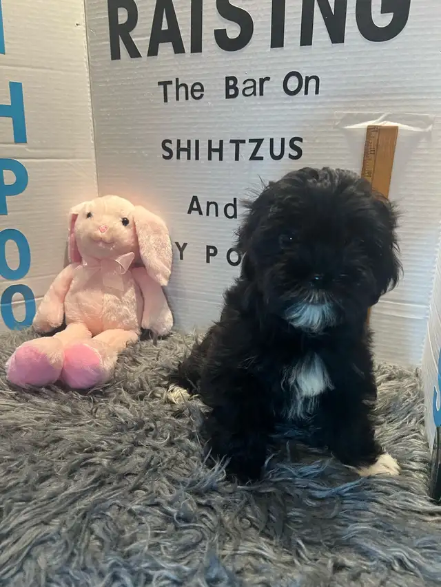 Shih poo and Toy Poodles weekend sale