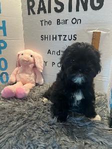 Shih poo and Toy Poodles weekend sale