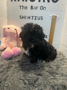 Shih poo and Toy Poodles weekend sale - Photo 2