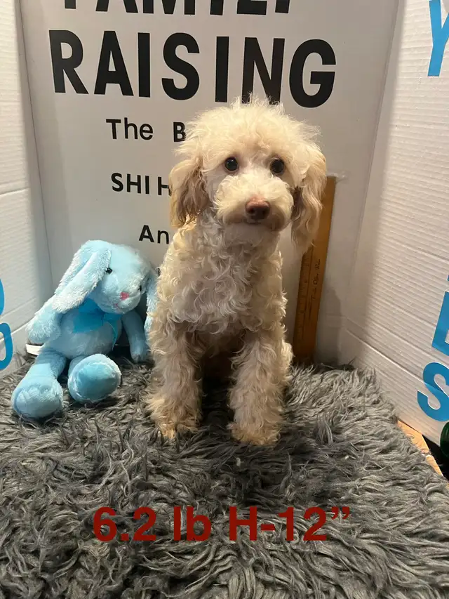 Shih poo and Toy Poodles weekend sale - Photo 3