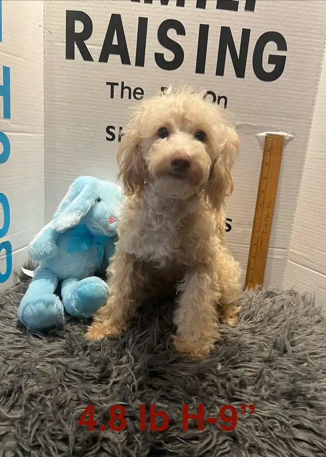 Shih poo and Toy Poodles weekend sale - Photo 4