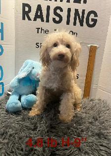 Shih poo and Toy Poodles weekend sale - Photo 4
