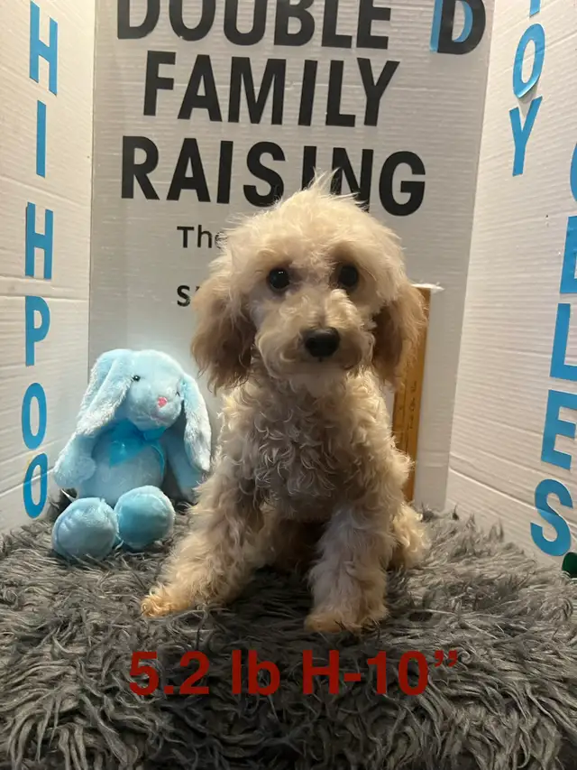 Shih poo and Toy Poodles weekend sale - Photo 5