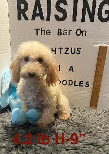 Shih poo and Toy Poodles weekend sale - Photo 6