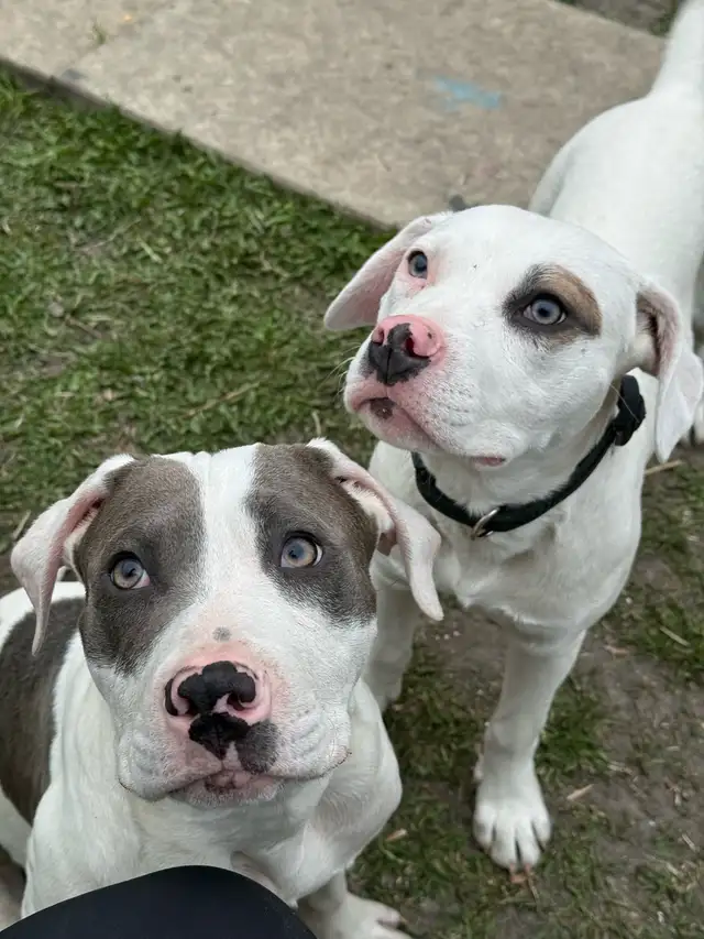 Meet Your New Adventure Buddies – Two Handsome Puppies - Photo 4