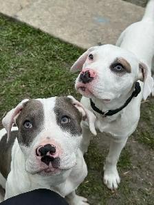 Meet Your New Adventure Buddies – Two Handsome Puppies - Photo 4