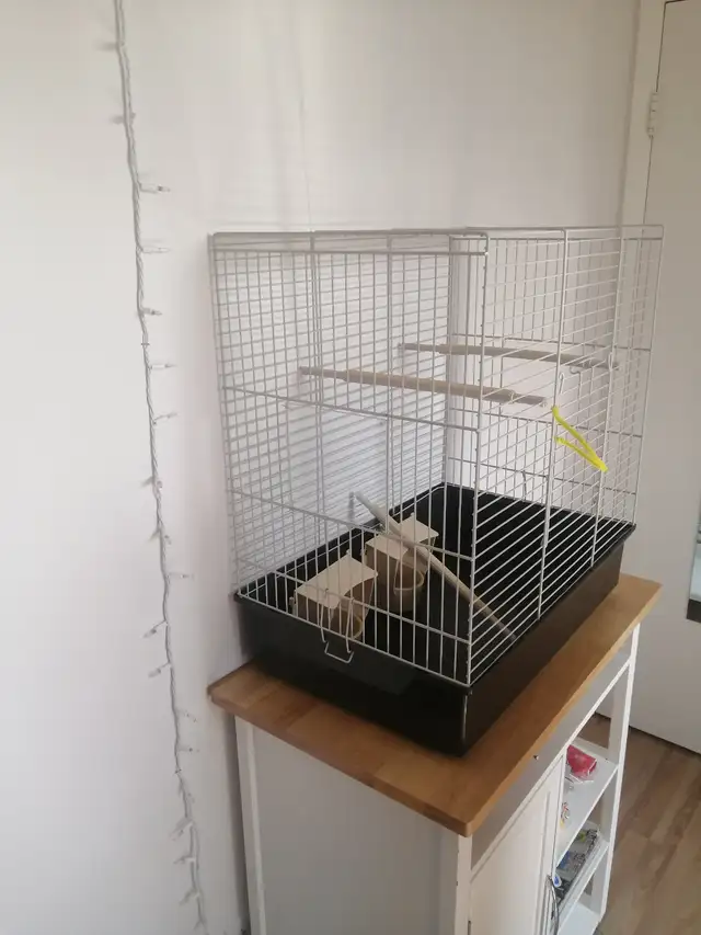 Cage pour cockatiel, inséparable à vendre - Photo 2