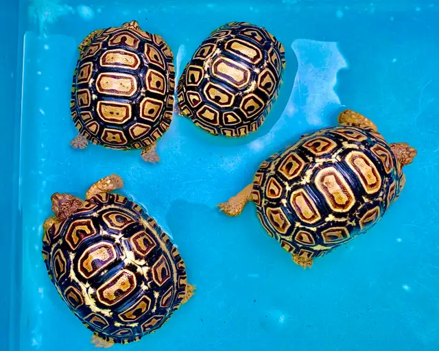 Captive bred baby leopard tortoises