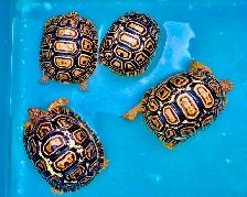 Captive bred baby leopard tortoises