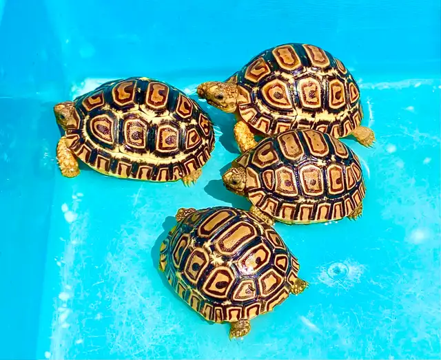 Captive bred baby leopard tortoises - Photo 2