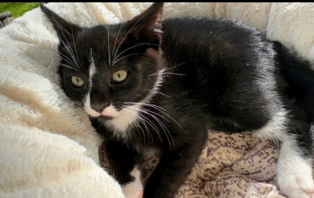 Kitten for Now Sale Available