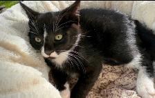 Kitten for Now Sale Available