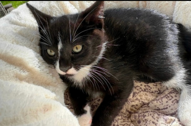 Kitten for Now Sale Available - Photo 2