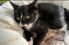 Kitten for Now Sale Available - Photo 2