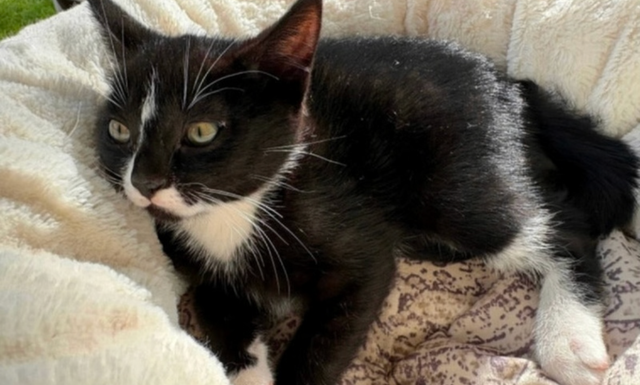 Kitten for Now Sale Available - Photo 3