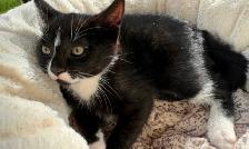 Kitten for Now Sale Available - Photo 3