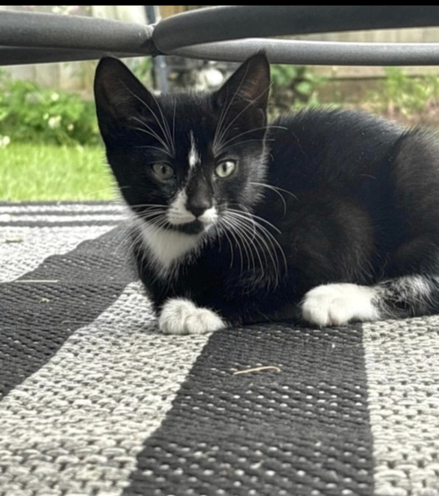 Kitten for Now Sale Available - Photo 4