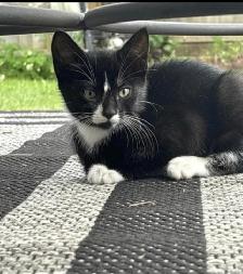 Kitten for Now Sale Available - Photo 4