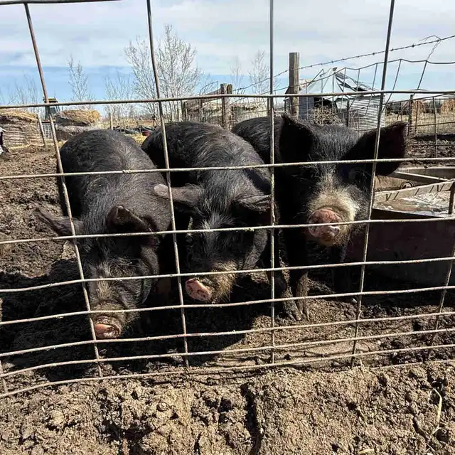 Berkshire Feeder Hogs