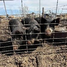 Berkshire Feeder Hogs