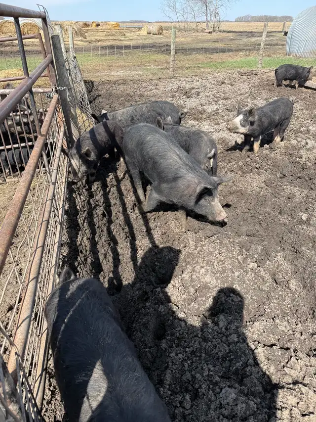 Berkshire Feeder Hogs - Photo 2