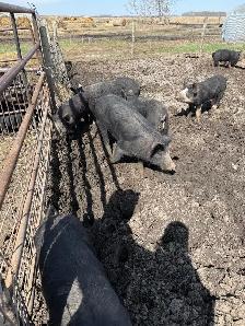 Berkshire Feeder Hogs - Photo 2