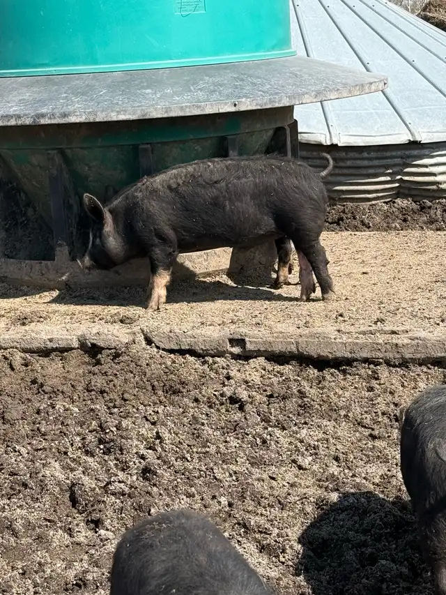 Berkshire Feeder Hogs - Photo 3