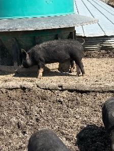 Berkshire Feeder Hogs - Photo 3