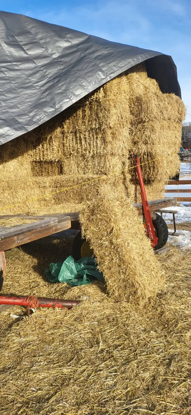 BALES of BARLEY STRAW for RENT