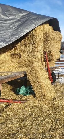 BALES of BARLEY STRAW for RENT
