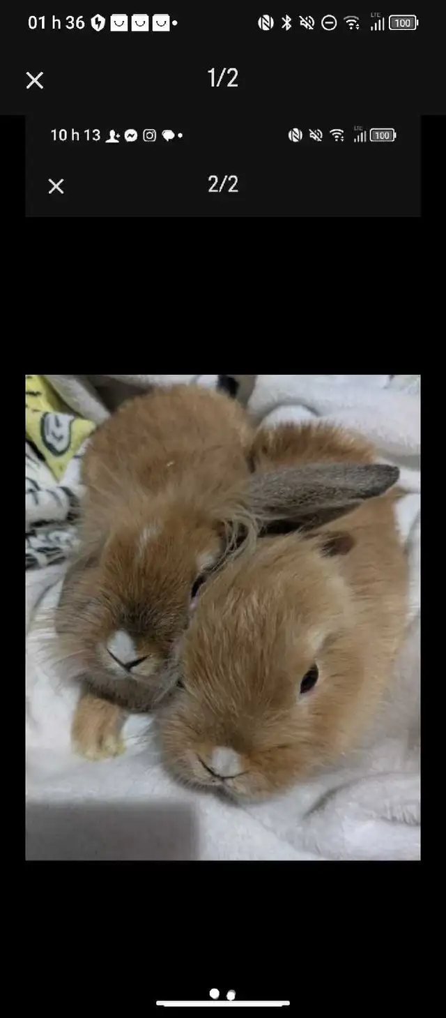 lapin à donner