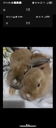 lapin à donner