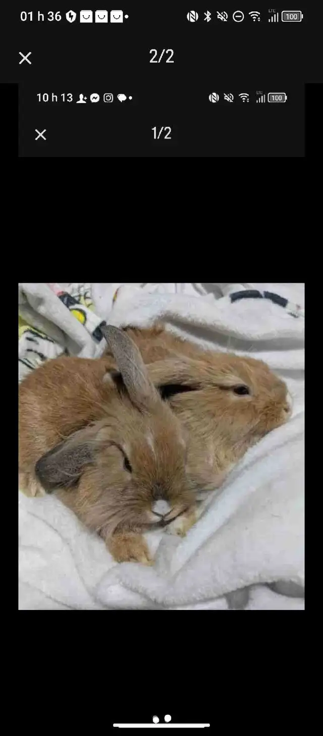 lapin à donner - Photo 2