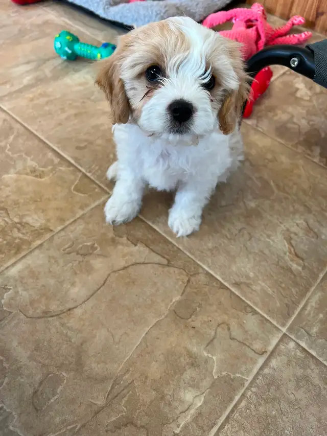 AMAZING CAVALIER X BICHON PUPPPY