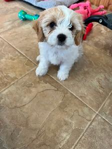 AMAZING CAVALIER X BICHON PUPPPY