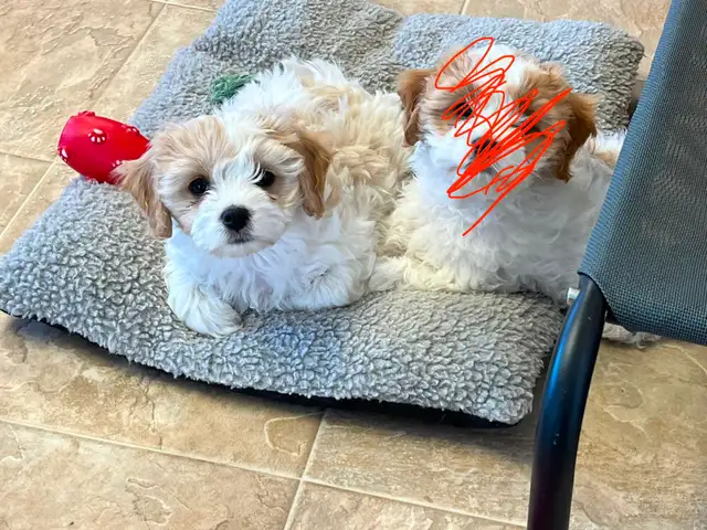 AMAZING CAVALIER X BICHON PUPPPY - Photo 2